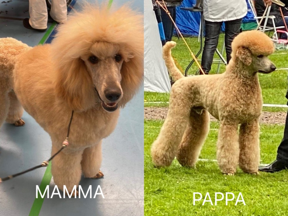 Poppans pudlar