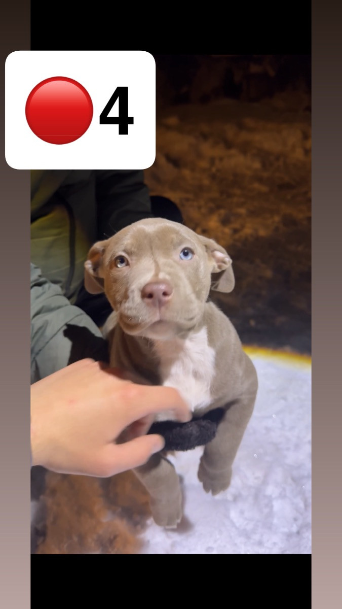 American Bully · 2025-09-24 · Helsingborg · Admir M.