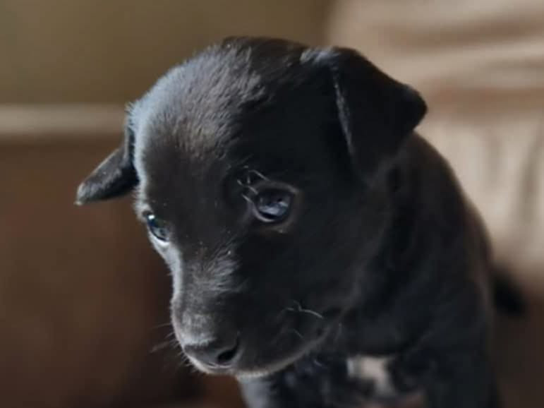 Xoloitzcuintle