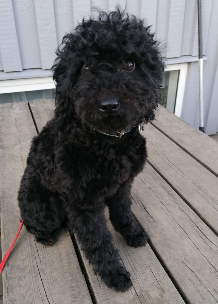 Hjortkvarns Cavapoo