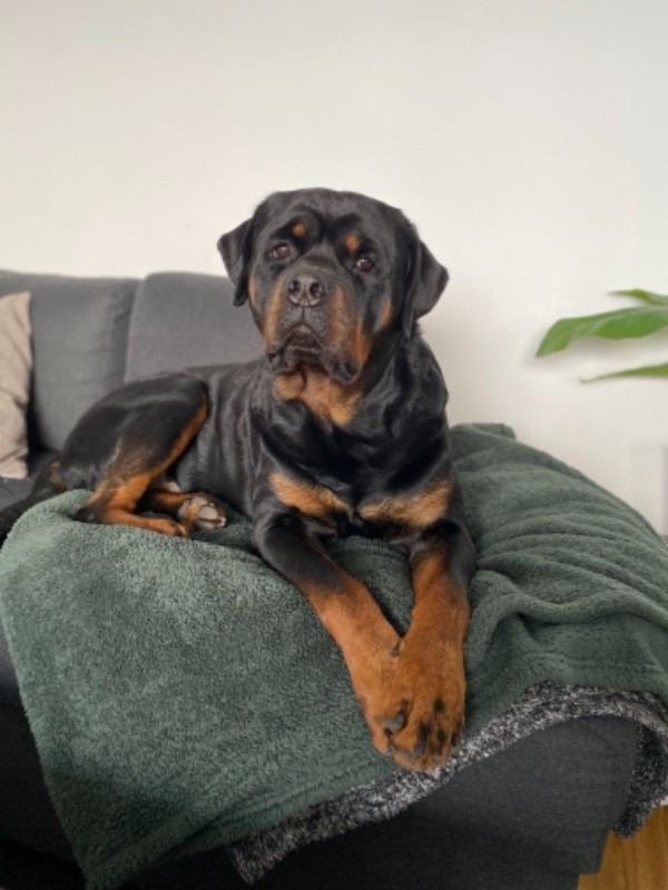 Black magnificents kennel