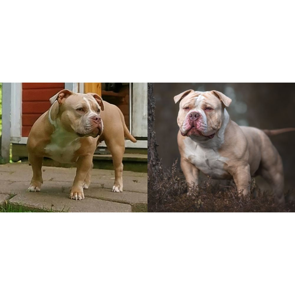 Redhouse Bully