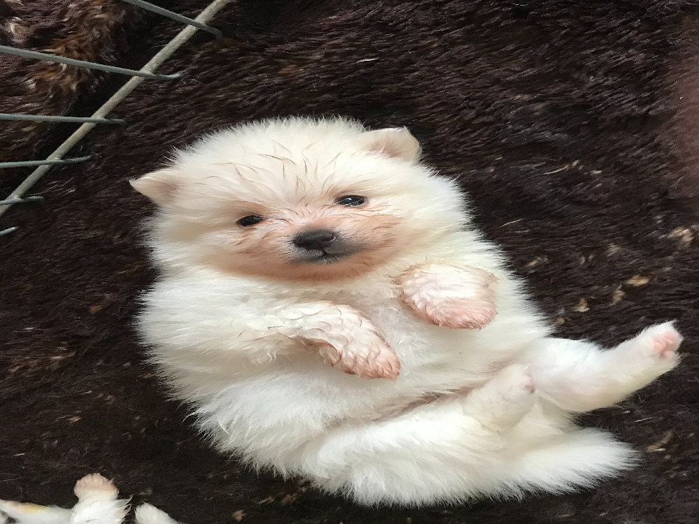 Pomeranian