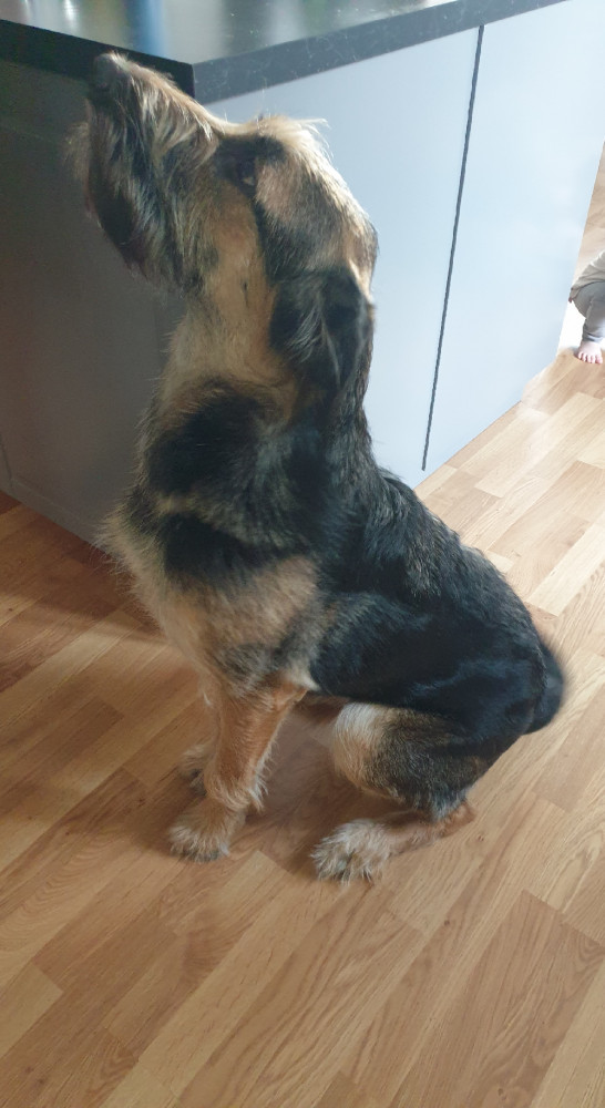 Rysk svart terrier/tysk schäfer