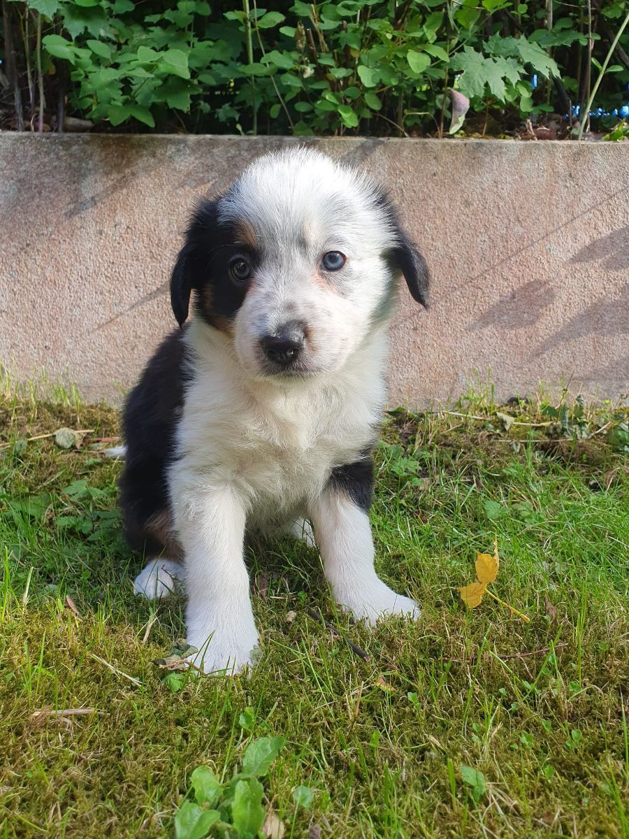 Canis