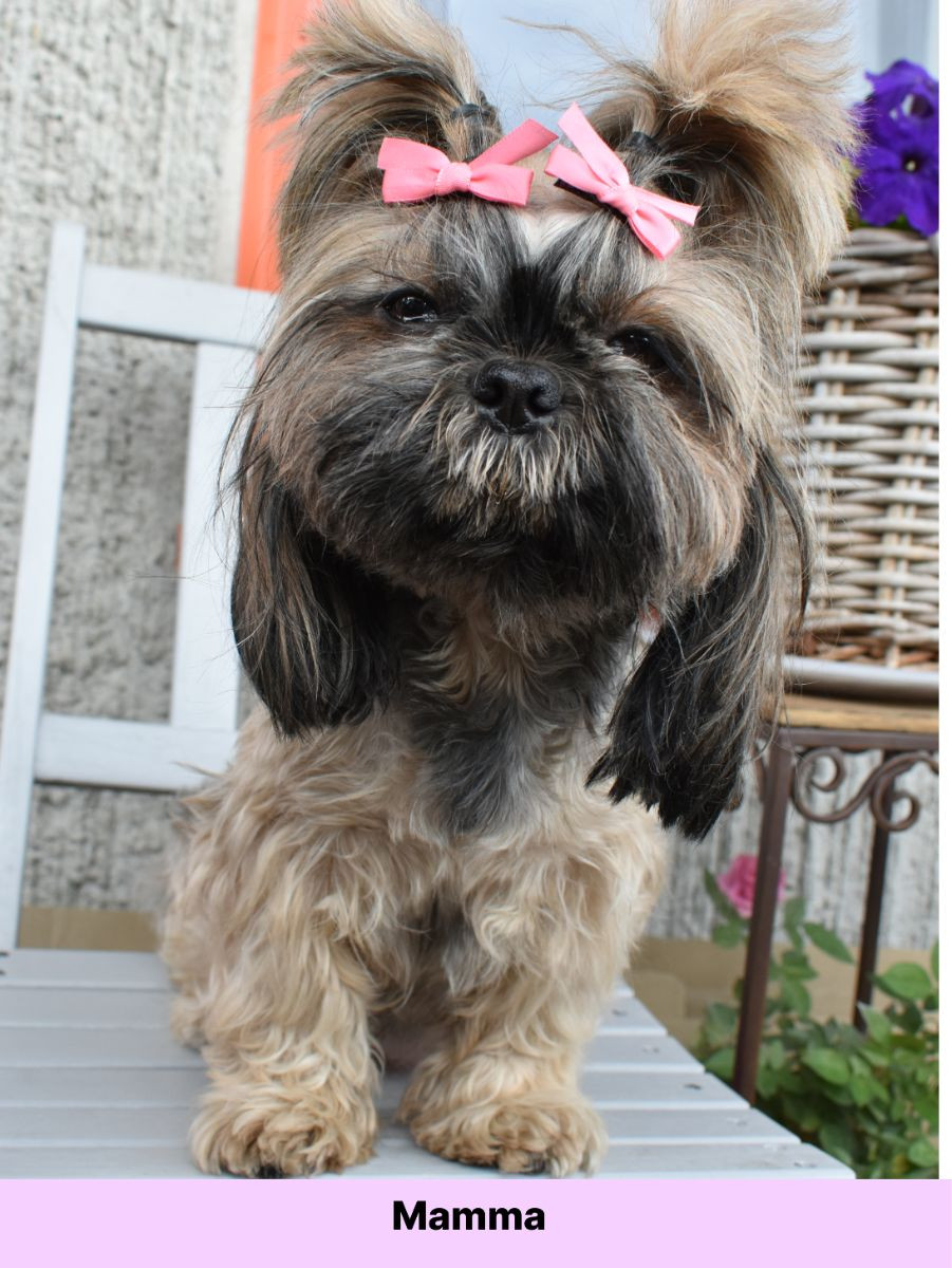 The merry shih-tzu family