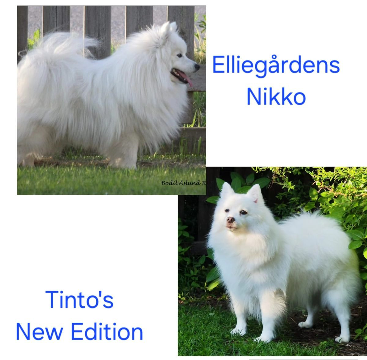 Tinto's kennel