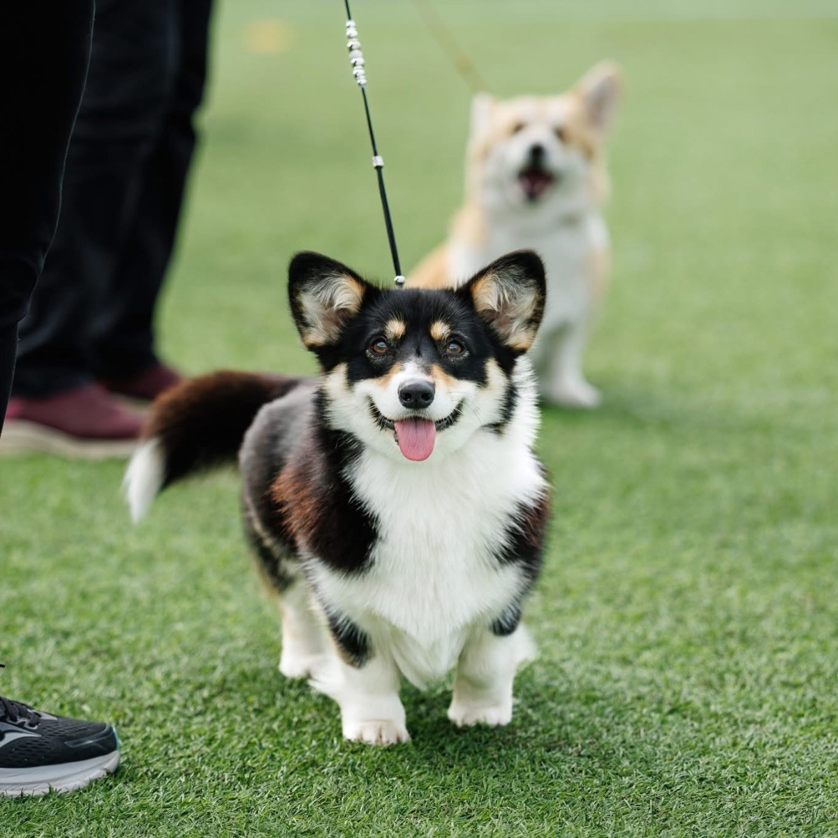 Welsh corgi pembroke