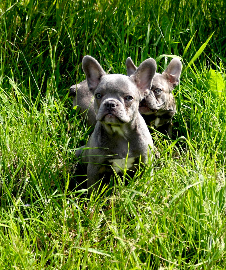Hill's bullz