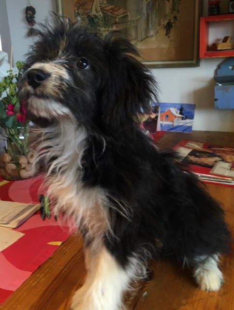 Shelty/cockipoo
