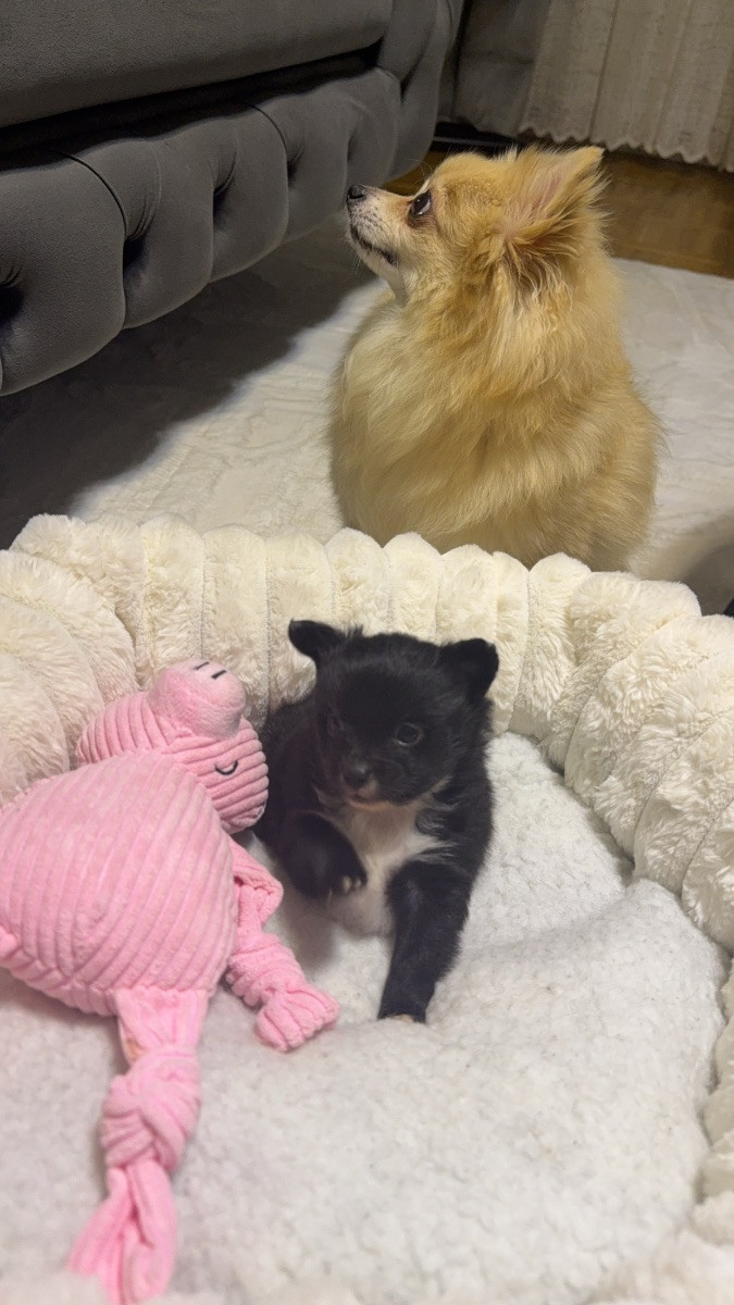 Chihuahua och Pomeranian · 2025-11-17 · Helsingborg · Nada J.