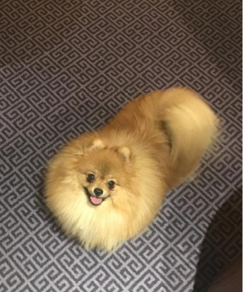 Pomeranian