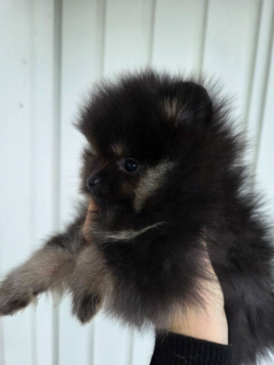 Pomeranian