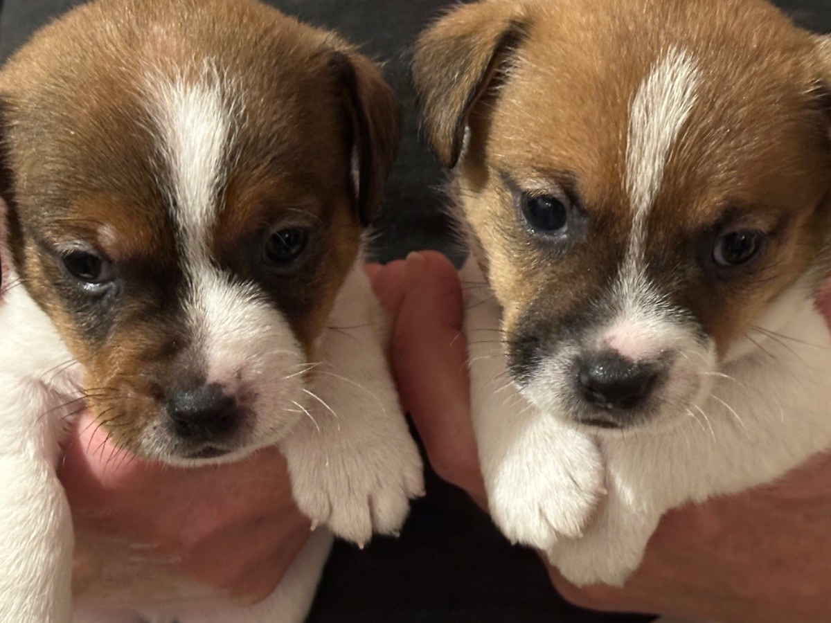 Jack Russell Terrier