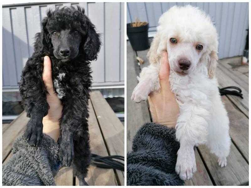 Hjortkvarns Cavapoo