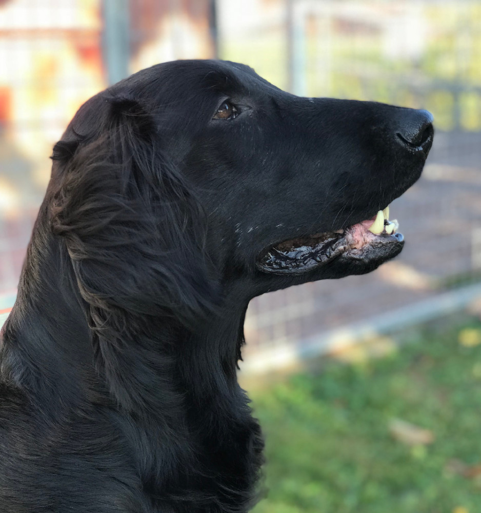 Flat Coated Retriever