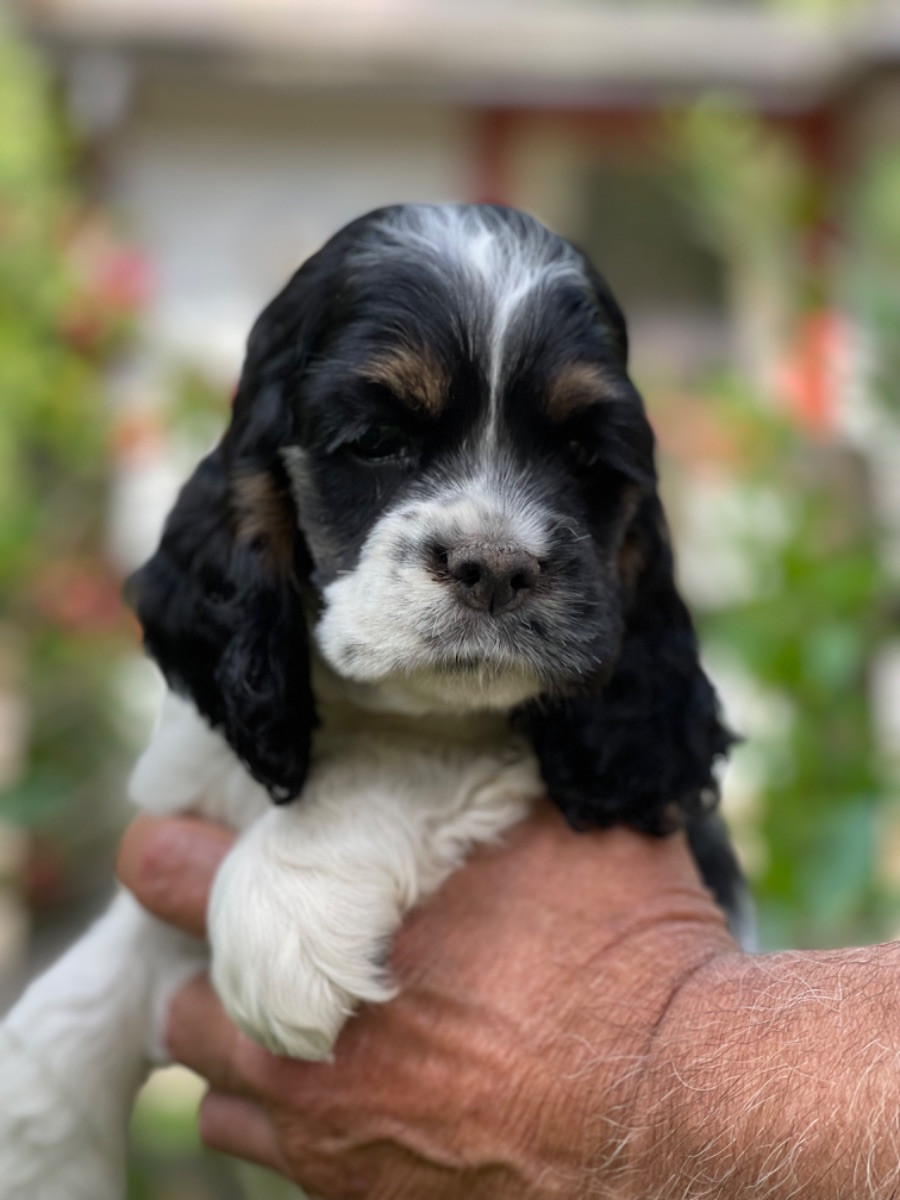 American Cocker Spaniel