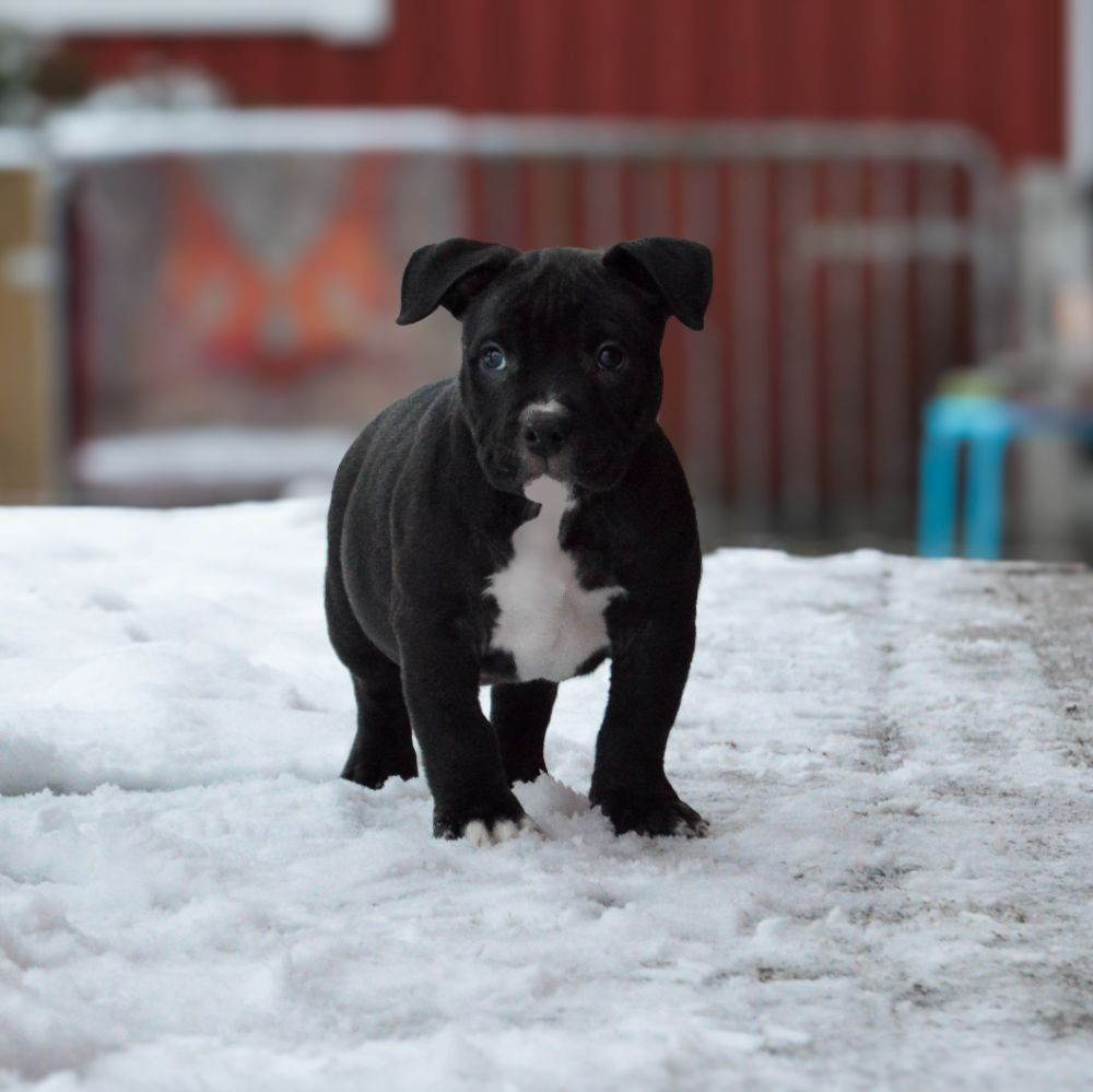 Redhouse Bully