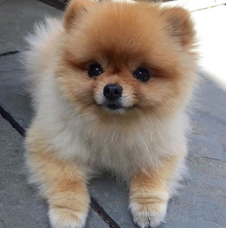 Pomeranian