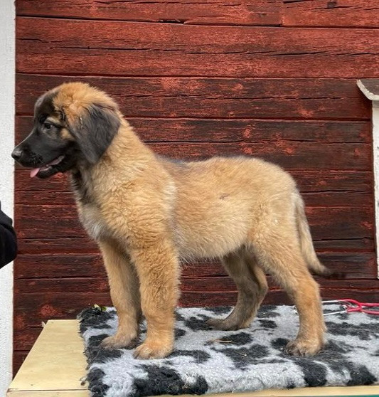 Leonberger