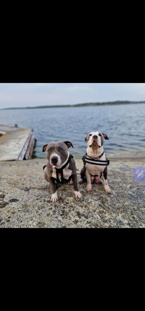 S-möja Bully