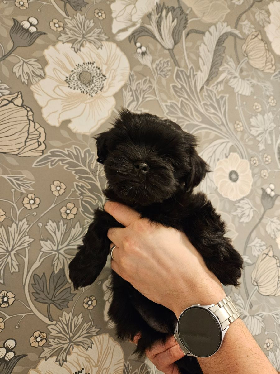Lady tzu's