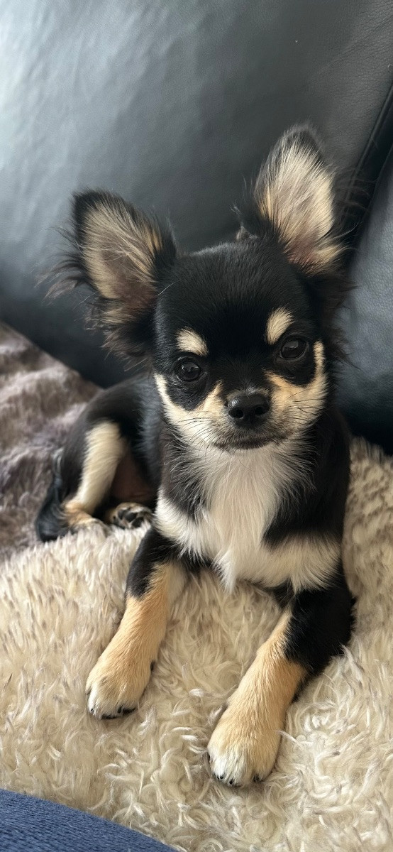 Mini chipette