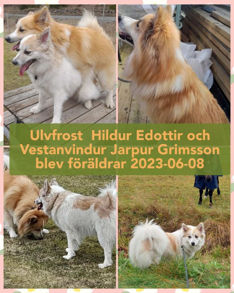 Ulvfrost