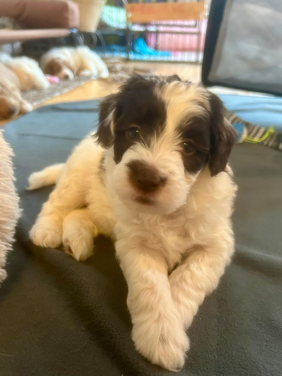 Lyckornaslabradoodle