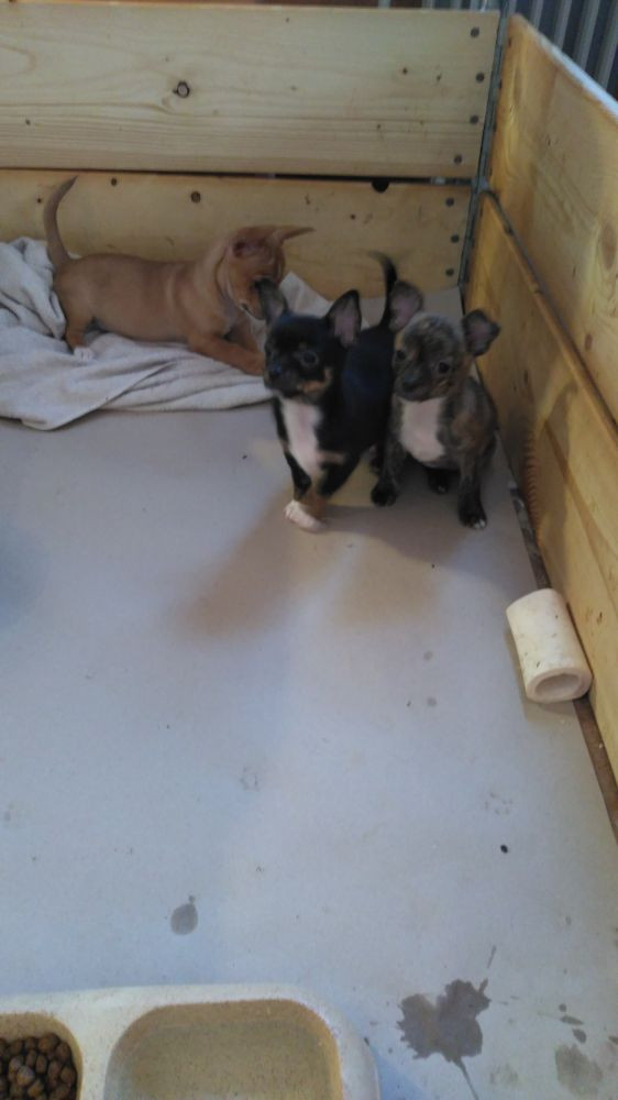 Ugly Dogs