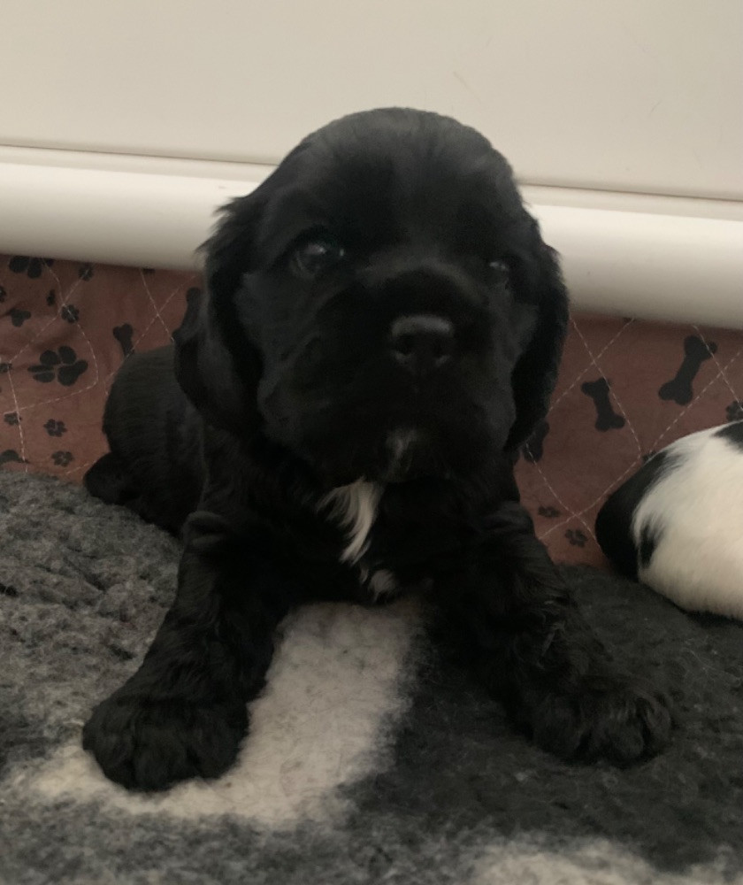 American Cocker Spaniel