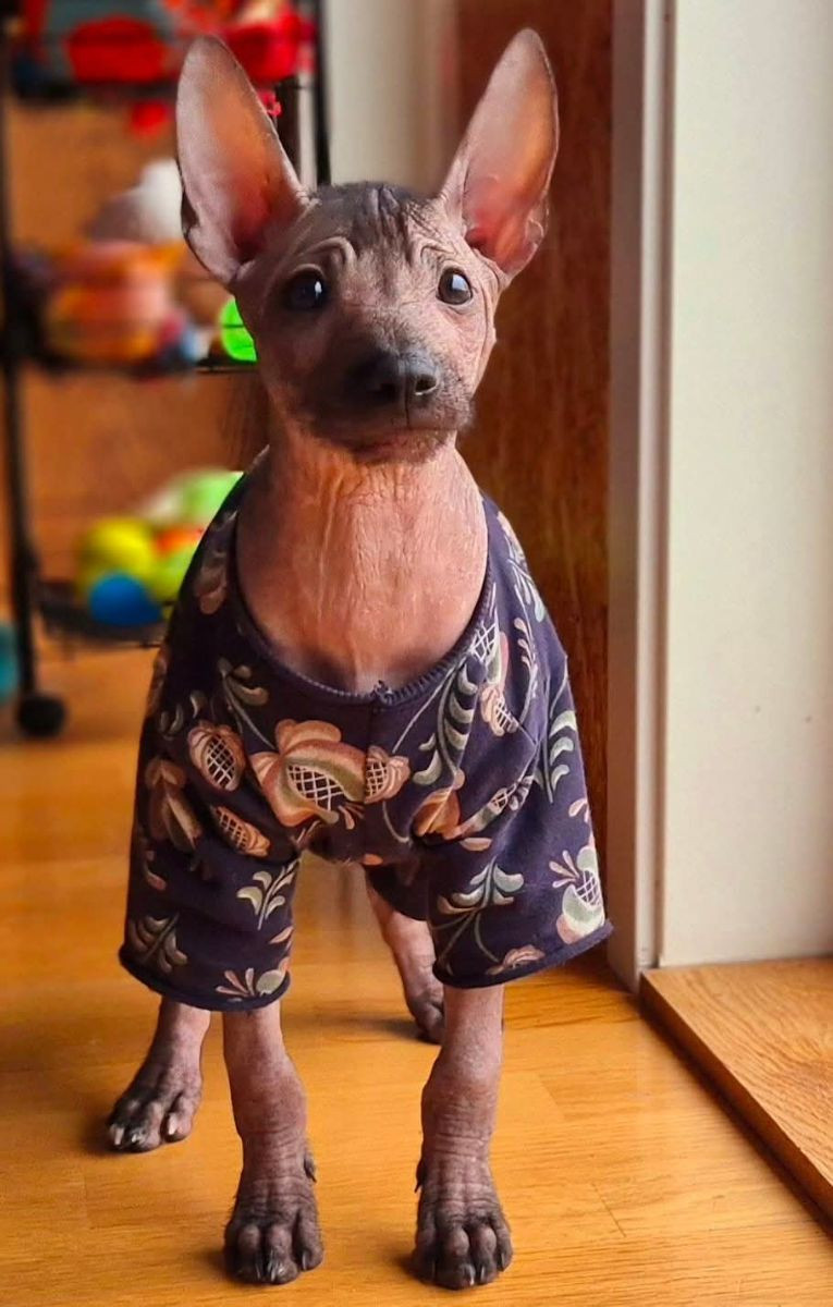 Xoloitzcuintle