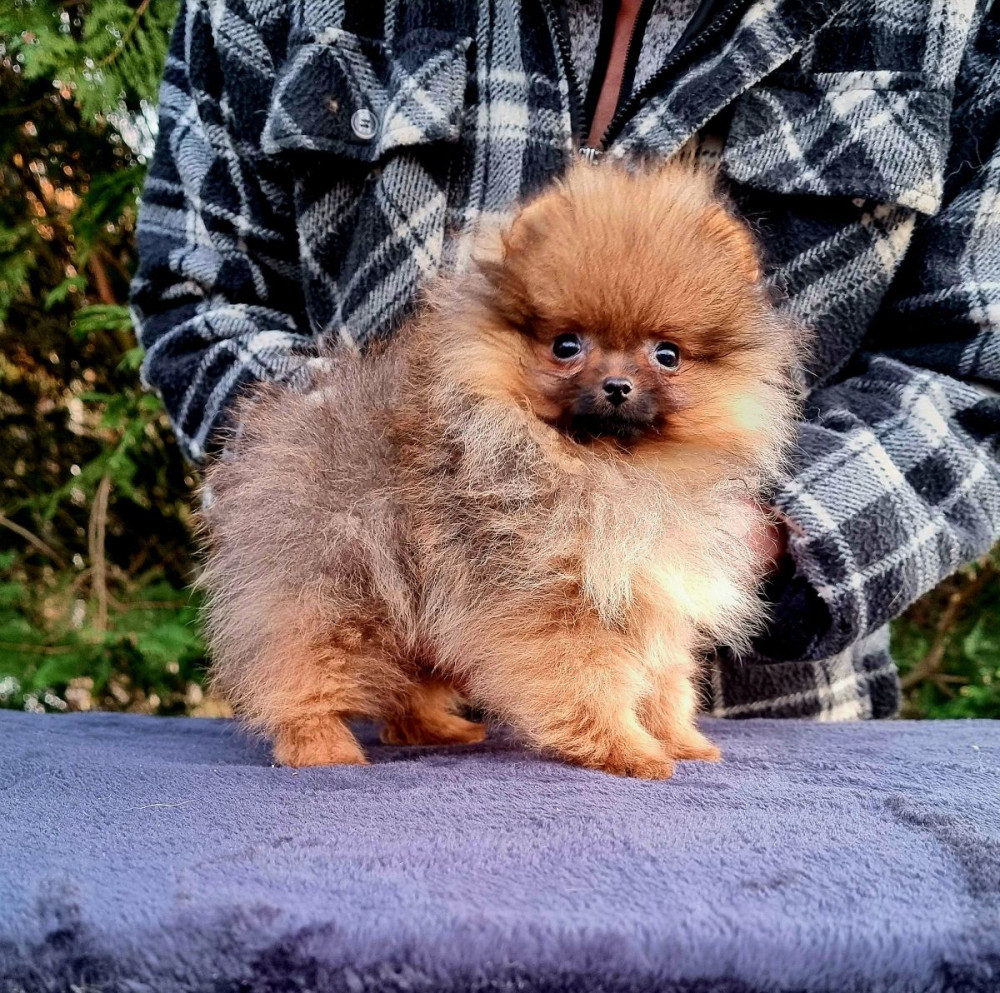 Pomeranian