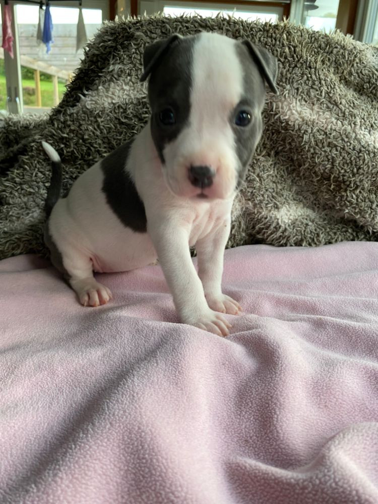 American Staffordshire Terrier