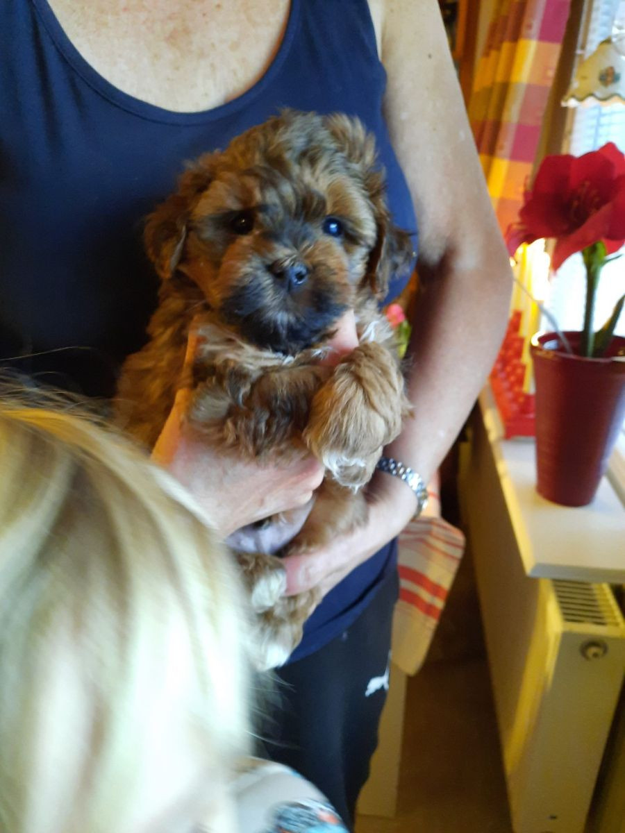 Havapoo · 2025-11-11 · Piteå · Ingrid B.