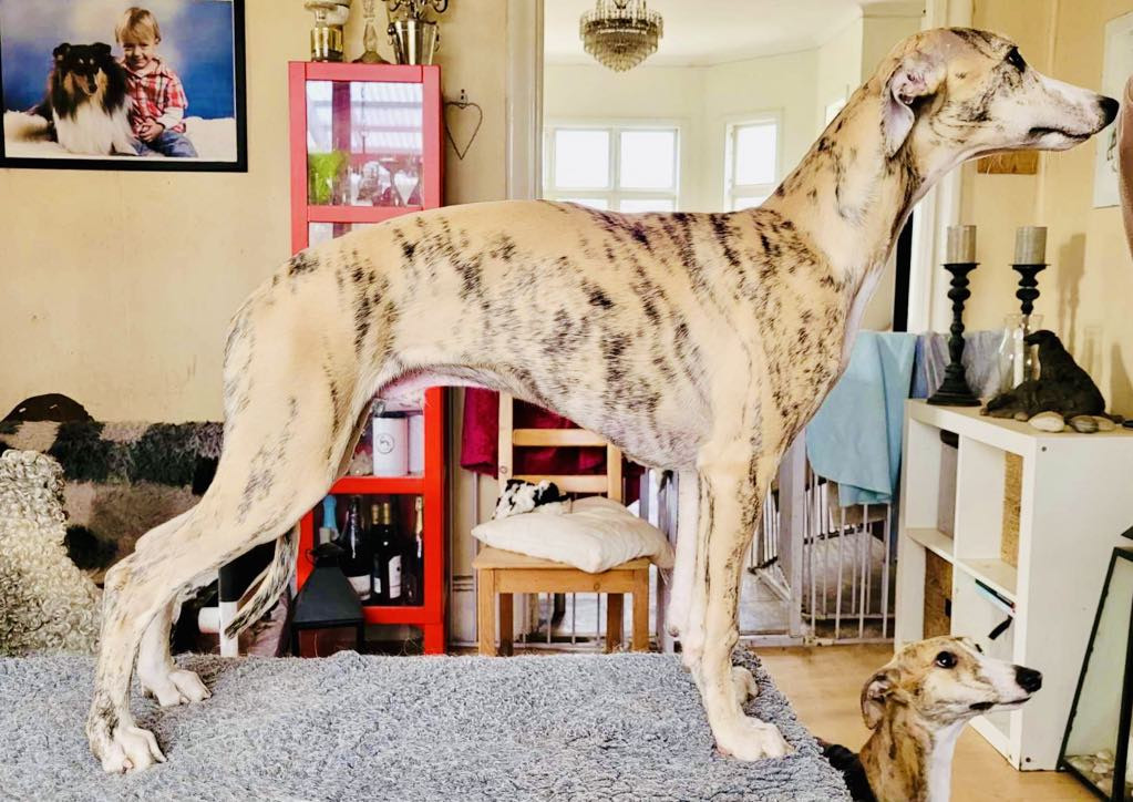 Whippet