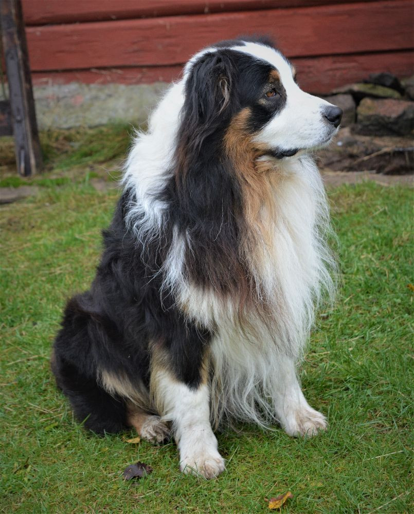 Australian Shepherd