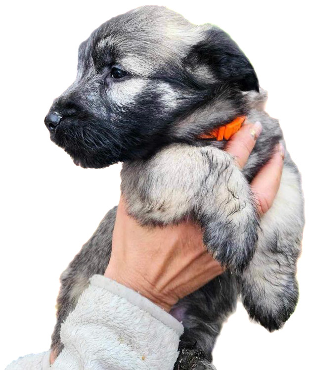 Tiny Winne