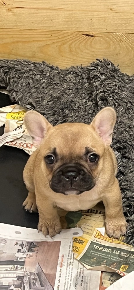 Unique bulldogz