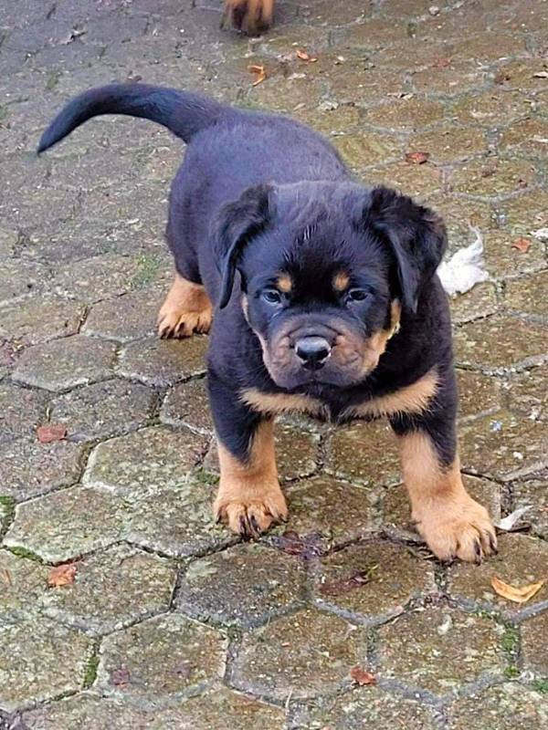 Balkan Iko’s Rottiss