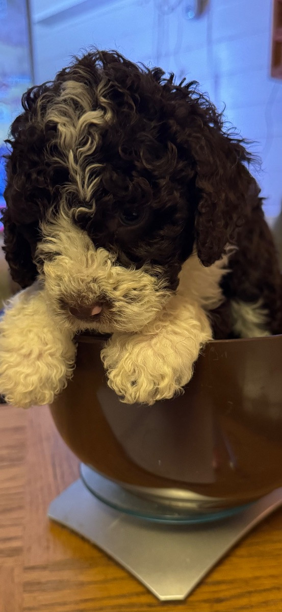 Spanish Water Dog (Perro de Agua Espanol)