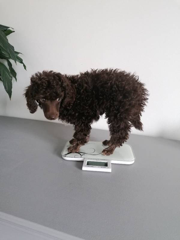 Hjortkvarns Cavapoo