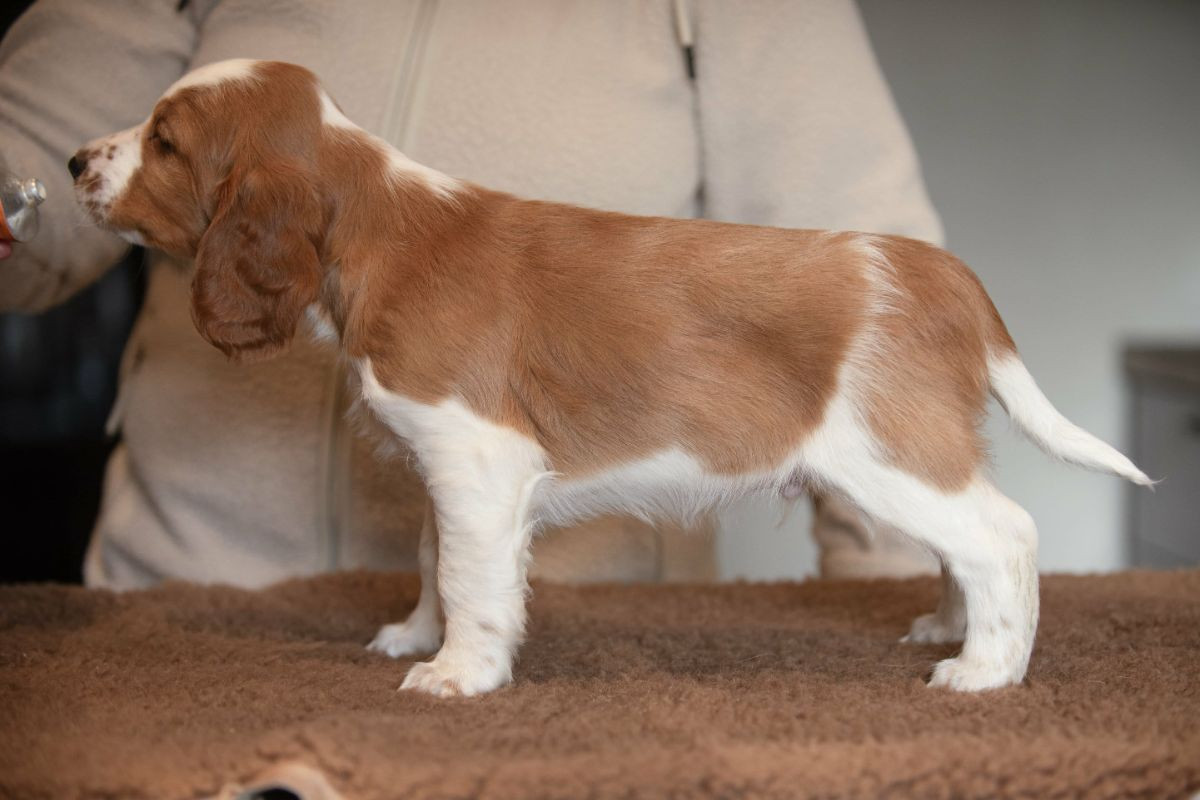 Welsh Springer Spaniel