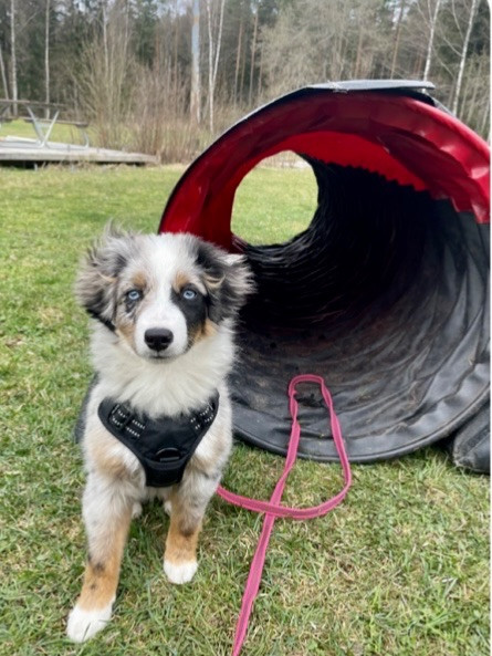 Miniature American Shepherd
