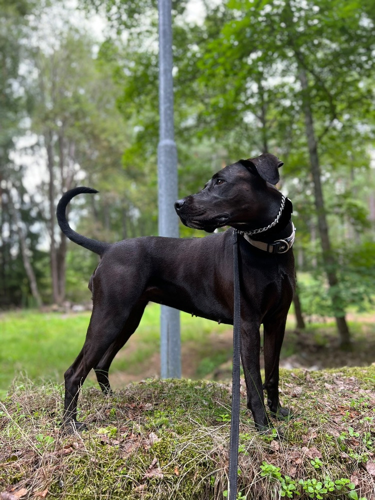Amstaff/ dobermann