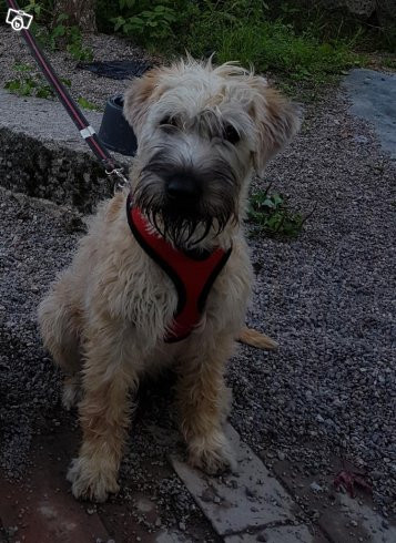 Irish Soft Coated Wheaten Terrier