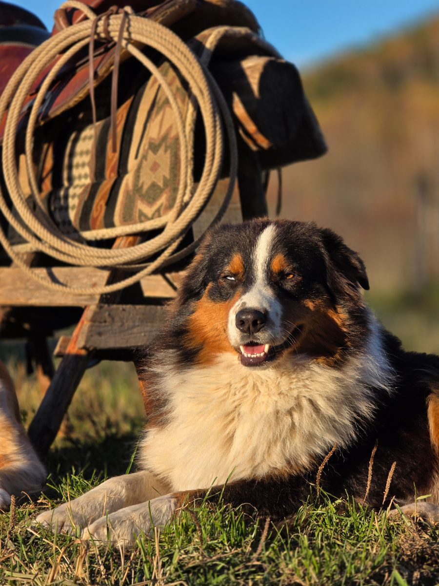 Aussie Bio Gård