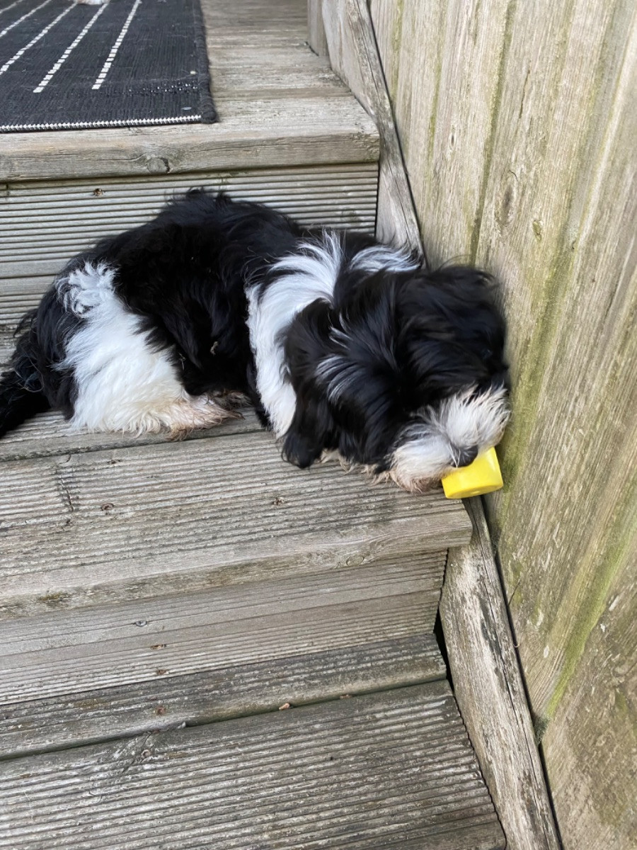 Havanese