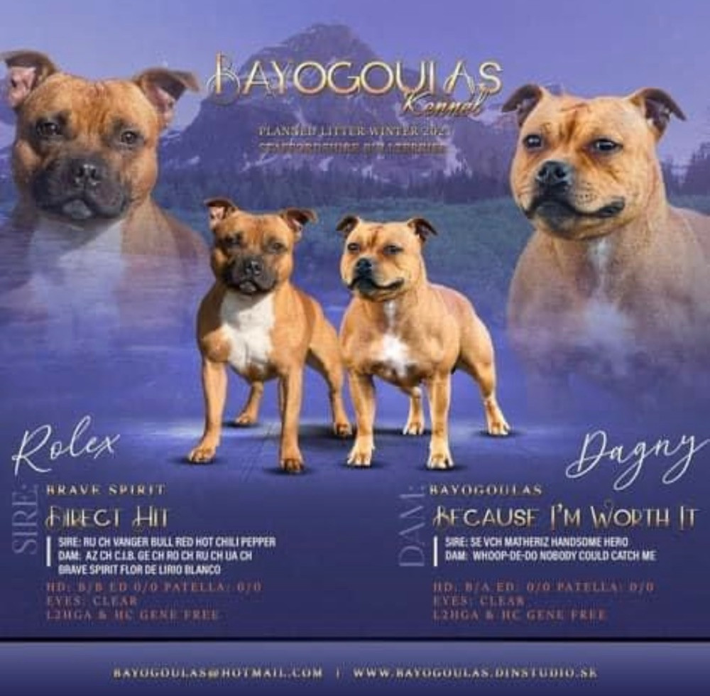 Staffordshire Bull Terrier