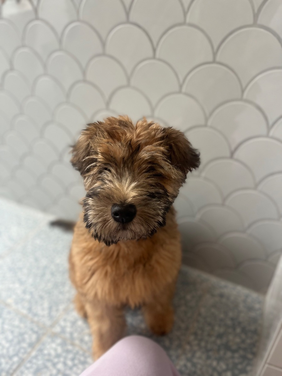 Irish Soft Coated Wheaten Terrier